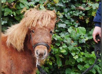 Ponis Shetland, Yegua, Potro (03/2024), 100 cm