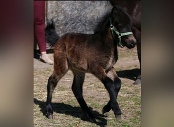 Ponis Shetland, Yegua, Potro (04/2026), 100 cm, Castaño