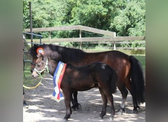 Ponis Shetland, Yegua, Potro (04/2026), 100 cm, Castaño