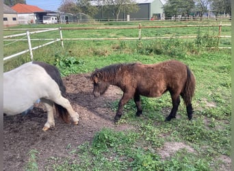 Ponis Shetland, Yegua, Potro (04/2024), 100 cm, Negro