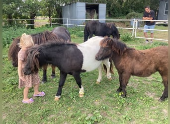 Ponis Shetland, Yegua, Potro (04/2024), 100 cm, Negro