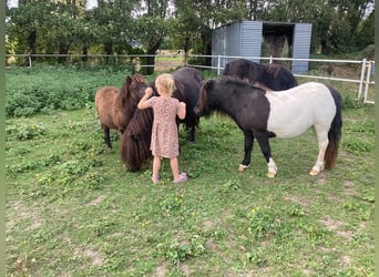 Ponis Shetland, Yegua, Potro (04/2024), 100 cm, Negro