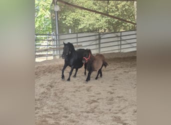 Ponis Shetland, Yegua, Potro (04/2026), 100 cm, Negro