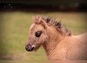 Ponis Shetland, Yegua, Potro (05/2025), 104 cm, Bayo