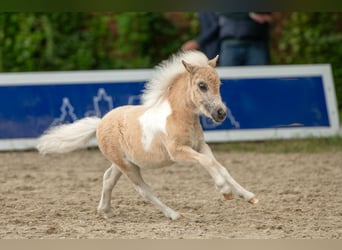Ponis Shetland, Yegua, Potro (04/2026), 83 cm, Pío