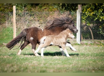 Ponis Shetland, Yegua, Potro (03/2026), 95 cm, Palomino