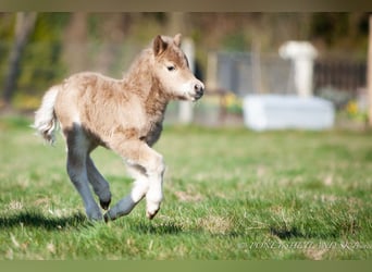 Ponis Shetland, Yegua, Potro (03/2026), 95 cm, Palomino