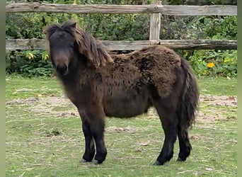 Ponis Shetland, Yegua, Potro (06/2025), Castaño