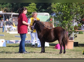 Ponis Shetland, Yegua, Potro (03/2024), Negro