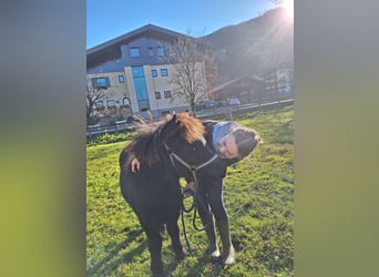 Ponis Shetland Mestizo, Yegua, Potro (04/2025), Negro