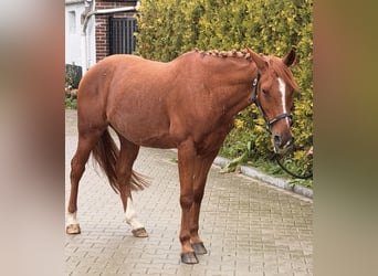 Pony austriaco da sella Mix, Castrone, 6 Anni, 150 cm, Sauro