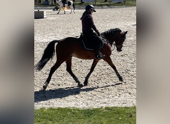 Pony belga, Caballo castrado, 10 años, 148 cm, Castaño