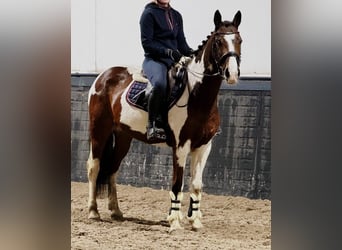 Pony belga, Caballo castrado, 11 años, 150 cm, Pío