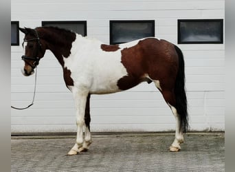 Pony belga, Caballo castrado, 11 años, 150 cm, Pío
