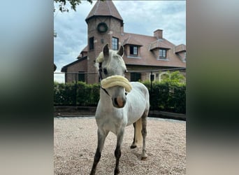 Pony belga, Caballo castrado, 12 años, 127 cm, Tordo