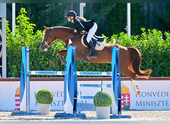 Pony belga, Caballo castrado, 12 años, 149 cm, Alazán-tostado