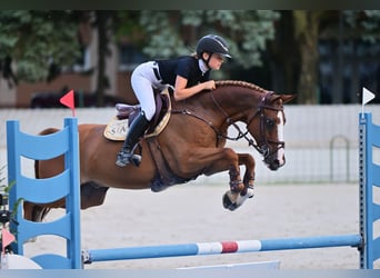 Pony belga, Caballo castrado, 12 años, 149 cm, Alazán-tostado