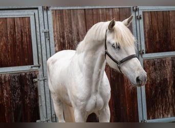 Pony belga, Caballo castrado, 12 años, 155 cm