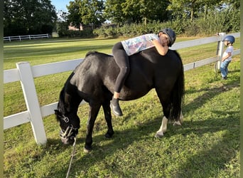 Pony belga, Caballo castrado, 14 años, 125 cm, Negro