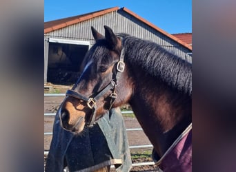 Pony belga, Caballo castrado, 14 años, 148 cm, Castaño oscuro