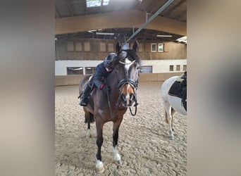 Pony belga, Caballo castrado, 14 años, 148 cm, Castaño oscuro