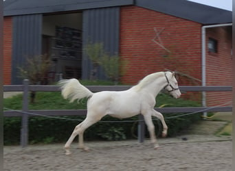 Pony belga, Caballo castrado, 1 año, 147 cm, Cremello