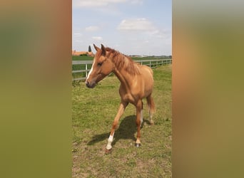 Pony belga, Caballo castrado, 2 años, 145 cm, Alazán