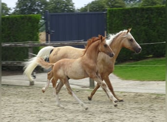 Pony belga, Caballo castrado, 2 años, 145 cm, Alazán