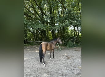 Pony belga, Caballo castrado, 3 años, 145 cm