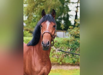 Pony belga, Caballo castrado, 3 años, 145 cm, Castaño