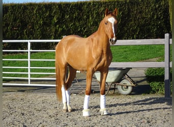 Pony belga, Caballo castrado, 3 años, 148 cm, Alazán
