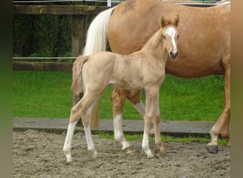 Pony belga, Caballo castrado, 3 años, 148 cm, Alazán