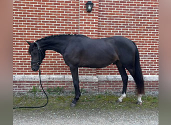 Pony belga, Caballo castrado, 3 años, Negro