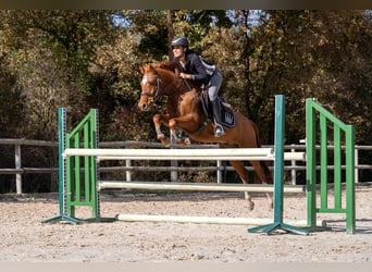 Pony belga, Caballo castrado, 4 años, 137 cm, Alazán
