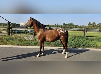 Pony belga, Caballo castrado, 4 años, 137 cm, Atigrado/Moteado
