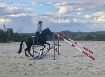 Pony belga, Caballo castrado, 4 años, 146 cm, Morcillo