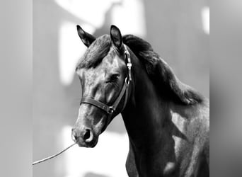 Pony belga, Caballo castrado, 4 años, 146 cm, Morcillo