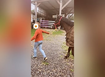 Pony belga, Caballo castrado, 4 años, 146 cm, Morcillo