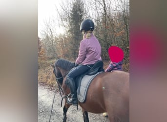 Pony belga, Caballo castrado, 4 años, 148 cm, Castaño