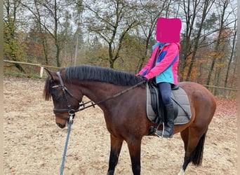 Pony belga, Caballo castrado, 4 años, 148 cm, Castaño