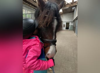 Pony belga, Caballo castrado, 4 años, 148 cm, Castaño