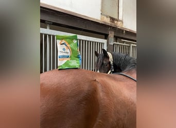 Pony belga, Caballo castrado, 4 años, 148 cm, Castaño