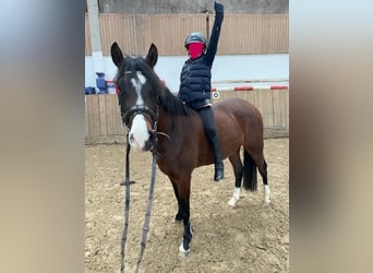 Pony belga, Caballo castrado, 4 años, 148 cm, Castaño