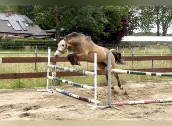 Pony belga, Caballo castrado, 4 años, 167 cm, Buckskin/Bayo