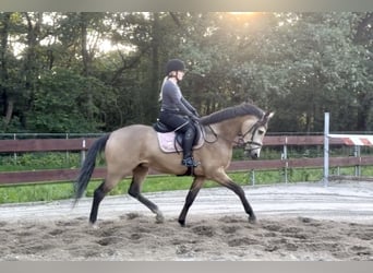 Pony belga, Caballo castrado, 4 años, 167 cm, Buckskin/Bayo