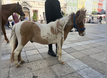 Pony belga, Caballo castrado, 4 años