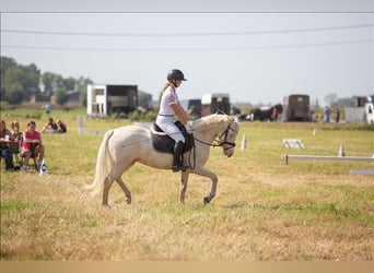 Pony belga, Caballo castrado, 5 años, 145 cm, Cremello