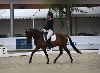 Pony belga, Caballo castrado, 5 años, 148 cm, Castaño