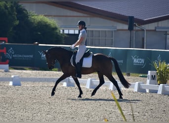 Pony belga, Caballo castrado, 6 años, 148 cm, Castaño oscuro