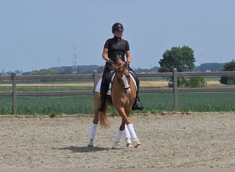 Pony belga, Caballo castrado, 7 años, 148 cm, Alazán